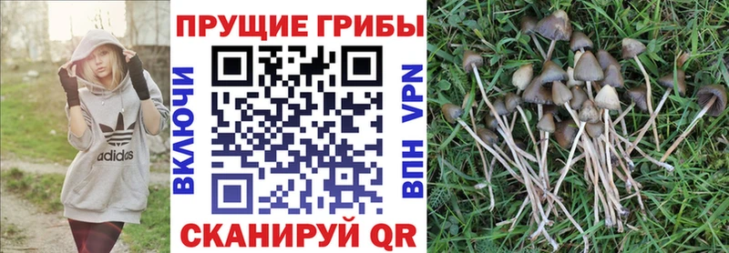 Галлюциногенные грибы Psilocybe  купить наркотики сайты  Дедовск 